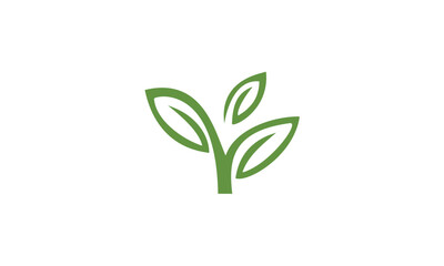 green plant isolated on white background