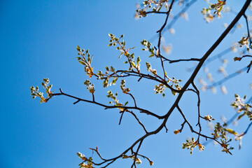 Spring Awakening: Budding Leaves and Blue Sky Perspective