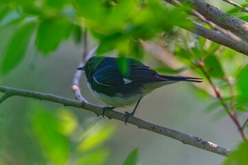 songbirds, black-throated blue warbler, birdwatching, feather, caerulescens, songbird, black throated blue warbler, wing, warblers, setophaga, outside, outdoors, environment, conservation, passeriform