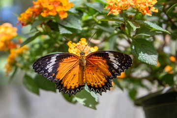 Thailand Beautiful Butterfly