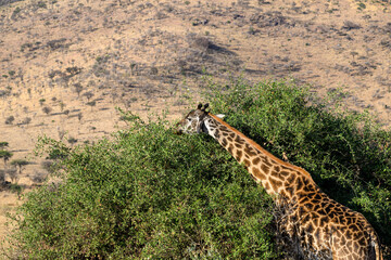 Obraz premium Masai Giraffe Eating Acacia Leaves