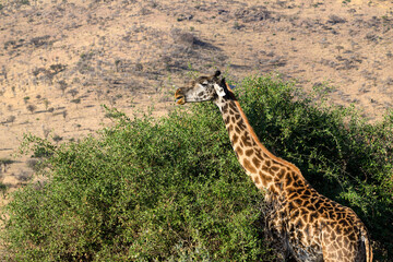 Masai Giraffe Eating Acacia Leaves