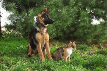 Cute German shepherd puppy and cat on green grass outdoors