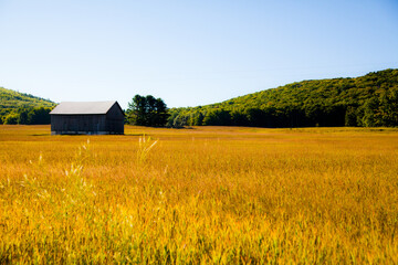 Rustic Barn Amidst Golden Fields under Clear Blue Sky in Empire, Michigan