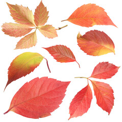 Many different bright autumn leaves isolated on white