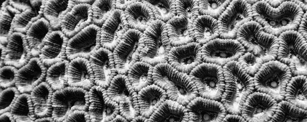 corals climate warming underwater background ocean problem