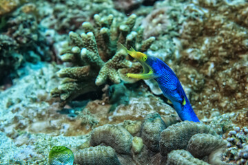 ribbon moray eel fish reef tropical sea background