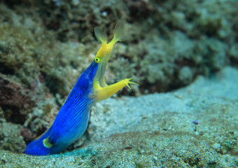 ribbon moray eel fish reef tropical sea background