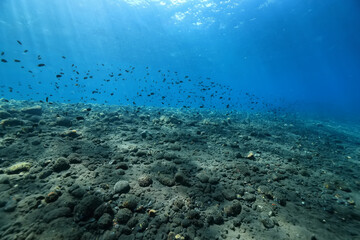 seascape panorama underwater flock of fish in the water