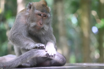 monkey in the wild macaque asia jungle park