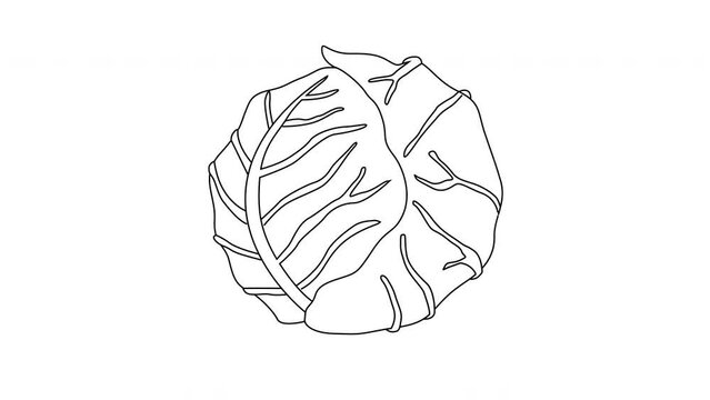 animated sketch of cabbage vegetable icon