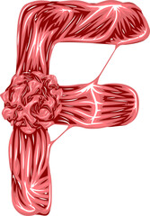 Virus Bacteria Letter F