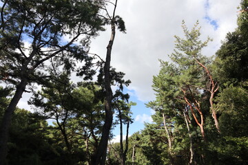Tranquil sunrise over peaceful landscape with green trees and blue sky.autumn leaf
