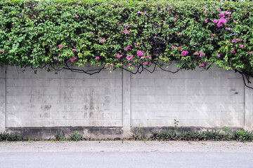 Old white block fence wall background with bougainvillea pink flower tree and blank road