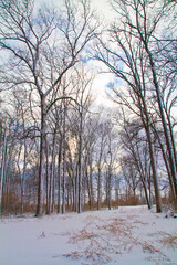 Winter Tranquility: Pristine Snow and Bare Trees in Fort Wayne, Indiana