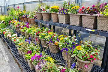 Vibrant Flower Selection at Garden Center, Fort Wayne, Indiana