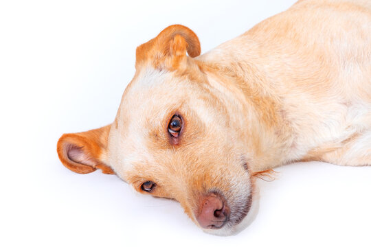 cute young labrador dog