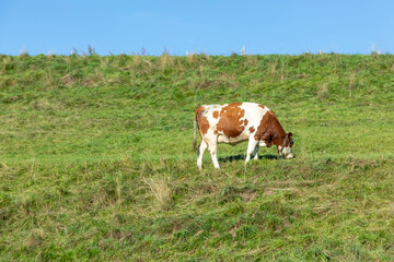Fototapeta na wymiar bavarian cow grazing at the meadow in the german alps