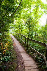 Sunlit Wooden Boardwalk Winding Through Lush Michigan Forest