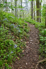 Springtime Serenity on a Forest Path in Bicentennial Acres, Indiana