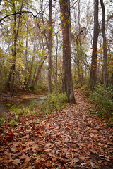 Obraz premium Autumn Tranquility on Leaf-Strewn Path in Bicentennial Acres, Indiana