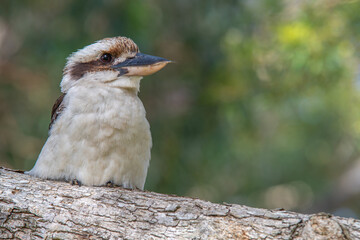 Lachender Hans blickt in Ferne