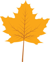Maple,  leaf,  autumn