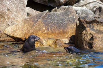 Fur Seals swimming At Abel Tasman National Park, South Island, New Zealand