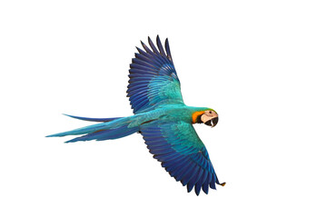 Colorful flying parrot isolated on transparent background png file