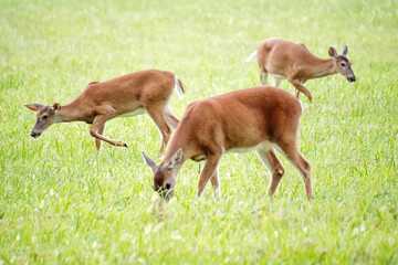 White tailed deers in Great Smoky Mountains National Park. Wildlife watching. large deers with antlers/horns.  