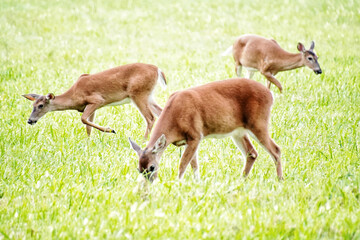 White tailed deers in Great Smoky Mountains National Park. Wildlife watching. large deers with antlers/horns.  