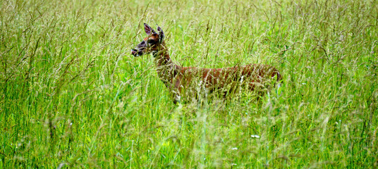 White tailed deers in Great Smoky Mountains National Park. Wildlife watching. large deers with antlers/horns.  