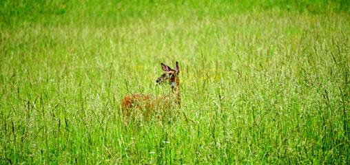 White tailed deers in Great Smoky Mountains National Park. Wildlife watching. large deers with antlers/horns.  