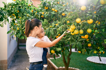 Mom shows tangerines on tree branches in the garden to a little girl in her arms