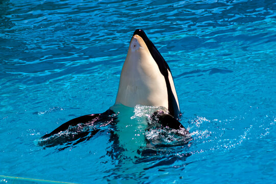 Dolphin jumping out of water.