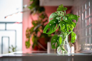 Rooting of Monstera Monkey Mask cuttings. Green stems with split leaves standing in transparent glass vase with water. Tropical exotic philidendron growing. Decorative plants cultivation hobby © DimaBerlin