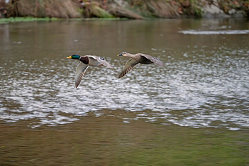 A pair of flying ducks in Kyoto Duck River