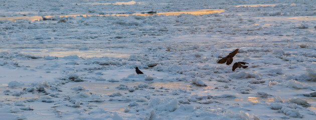 Frozen river with pieces of crushed ice and a crow.