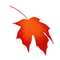 Red sugar maple leaf on white background 