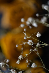 flor nube blanco con fondo desenfocado de rosas amarillas secas