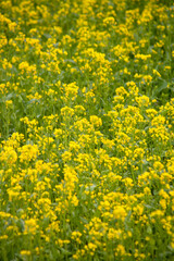 Fototapeta premium canola flowers in full bloom