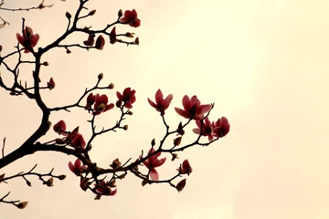 Gordijnen purple magnolia flower © ccarax
