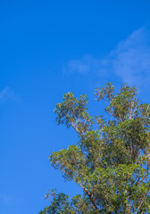 Green Leaves and Tan Bark on a Tall Tree Under Clear Blue Sky.