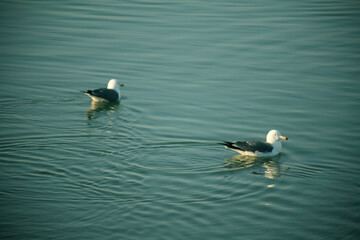 two seagulls on the sea