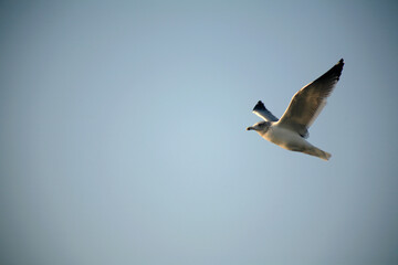seagull flying in the sky