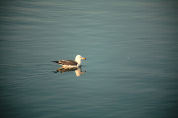 seagull on the water