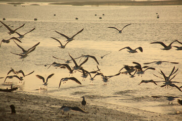 seagulls on the beach