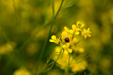 canola flower and ladybug