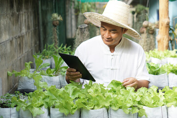 Naklejka na ściany i meble Asian man gardener is checking and inspecting quality, growth and plant diseases of organic salad vegetables by using smart tablet. Concept, Agriculture research. Learn from internet to develop crops.