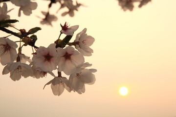 Cherry Blossoms and the Sun